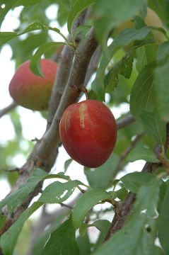 Prunus, Plum 'Alderman'