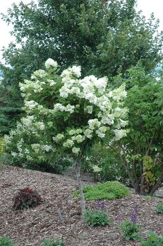 Hydrangea Tree, Panicle 'Pink Diamond'