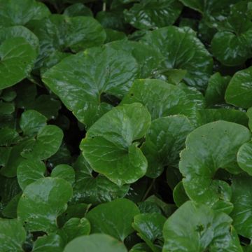 Asarum, Canadian Wild Ginger