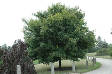 Acer, Norway Maple 'Emerald Lustre®' (Large Sizes)