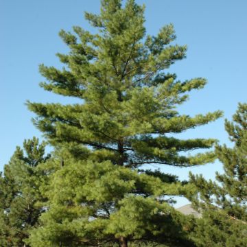 Pinus, Eastern White Pine (Large Sizes)