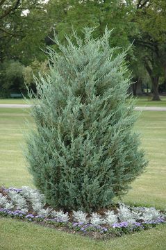 Juniperus, Rocky Mountain Juniper 'Moonglow' (Large)