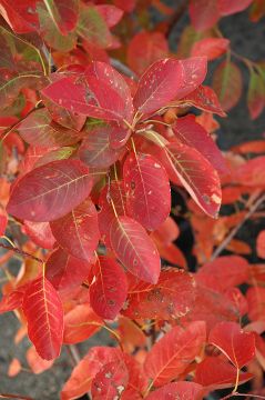 Amelanchier, Serviceberry Tree 'Autumn Brilliance®' (Large Sizes)