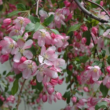 Malus, Flowering Crabapple 'Louisa' (Large Sizes)