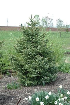 Picea, Meyers Spruce' (Large)