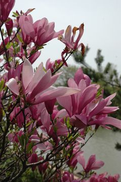 Magnolia, Hybrid 'Ann'