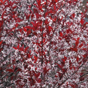 Prunus, Sand Cherry 'Purple Leaf'