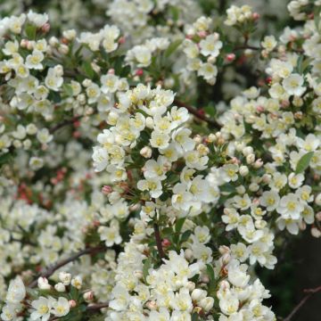 Malus, Flowering Crabapple 'Tina' (Large Sizes)