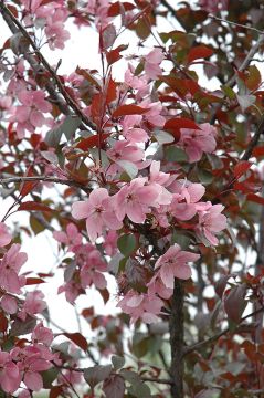 Malus, Flowering Crabapple 'Perfect Purple' (Large)