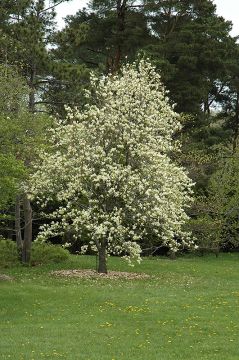 Magnolia, Hybrid Magnolia 'Elizabeth' (Large)