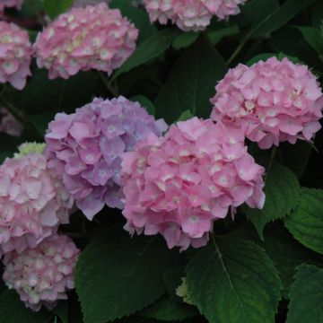 Hydrangea, Bigleaf 'Endless Summer® The Original'