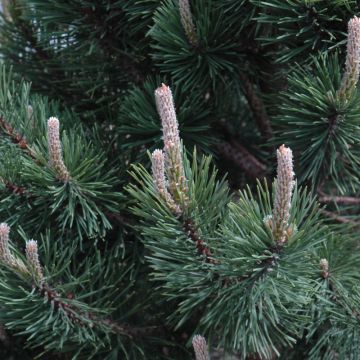 Pinus, Mugo Pine 'Tannenbaum' (Large Sizes)