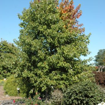 Acer, Freeman Maple 'Sienna Glen®' (Large Sizes)