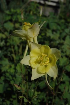 Aquilegia, Columbine 'Swan Yellow'