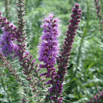 Liatris, Prairie Blazingstar, 6 pack