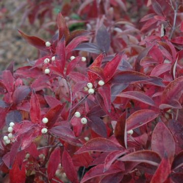 Cornus, Gray Dogwood 'Muskingum®'