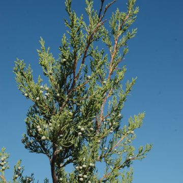 Juniperus, Chinese Juniper 'Hetz Columnar' (Large Sizes)