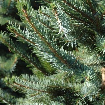 Picea, Serbian Spruce 'Bruns'