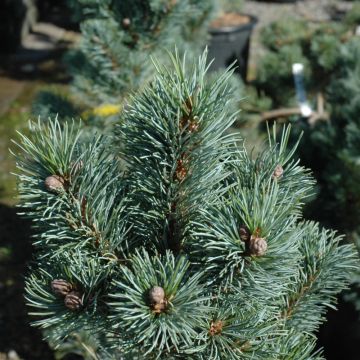 Pinus, Japanese White Pine 'Blue Angel' (Large Sizes)