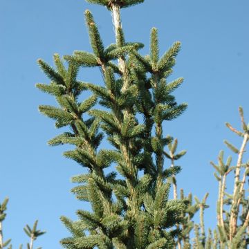 Picea, Norway Spruce 'Cupressina' (Large Sizes)