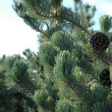 Pinus, Japanese White Pine 'Tempelhof' (Large Sizes)