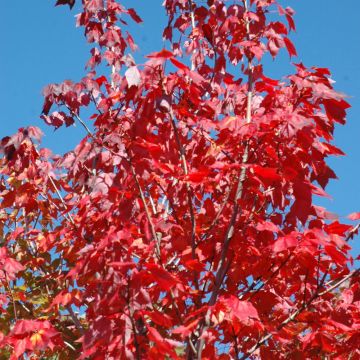 Acer, Red Maple 'Northwood' (Large Sizes)