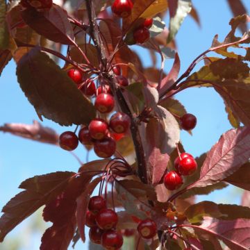 Malus, Flowering Crabapple 'Royal Raindrops®' (Large Sizes)