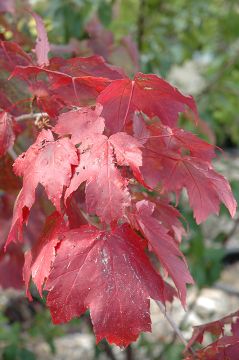 Acer, Red Maple 'First Editions® Scarlet Jewell™' (Large)