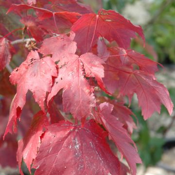 Acer, Red Maple 'First Editions® Scarlet Jewell™' (Large Sizes)