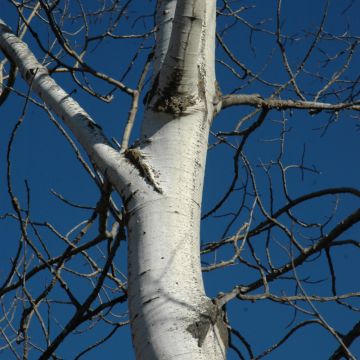 Populus, Quaking Aspen (Large Sizes)