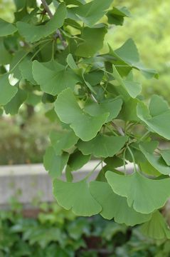 Ginkgo, 'Magyar' (Large)