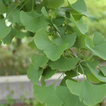 Ginkgo, 'Magyar' (Large Sizes)