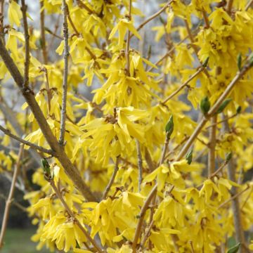 Forsythia, 'Northern Gold'