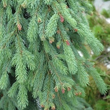 Picea, White Spruce 'Weeping' (Large Sizes)