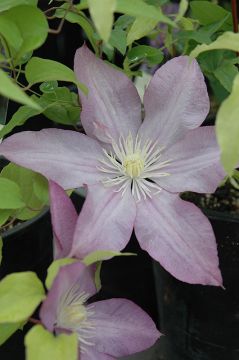 Clematis, 'Proteus'