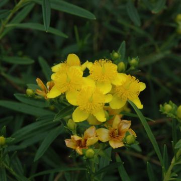 Hypericum, Kalm's St. John’s Wort 'Gemo'