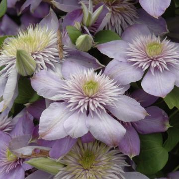 Clematis, 'Blue Light®'