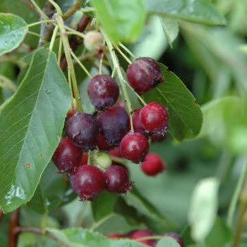 Amelanchier, Serviceberry Shrub 'Regent'