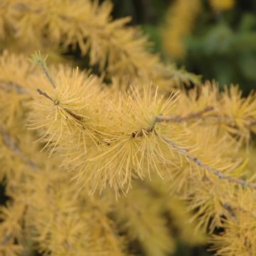 Larix, Eastern Larch (Large Sizes)