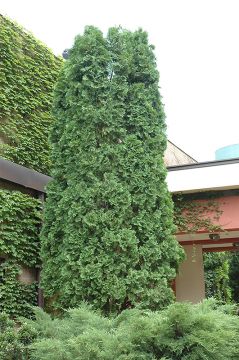 Thuja, Arborvitae 'Pyramidal' (Large)