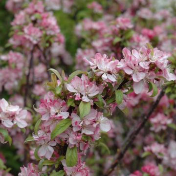 Malus, Flowering Crabapple 'Coralburst®' (Large Sizes)