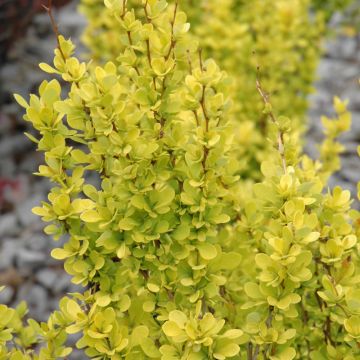 Berberis, Japanese Barberry 'Sunjoy® Gold Pillar'