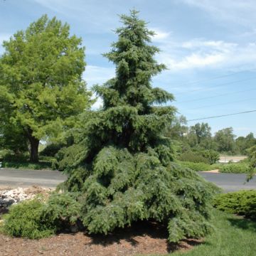 Picea, Serbian Spruce 'Weeping' (Large Sizes)