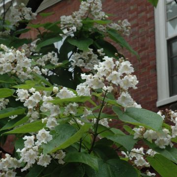 Catalpa, Northern Catalpa (Large Sizes)