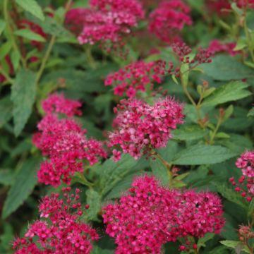 Spiraea, Japanese Spirea 'Neon Flash'