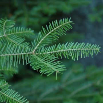 Abies, Balsam Fir (Large Sizes)