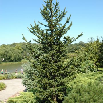 Picea, Norway Spruce 'Hillside Upright' (Large Sizes)