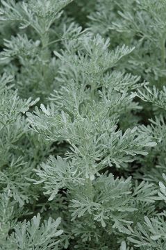 Artemesia, 'Parfum d’ Ethiopia'