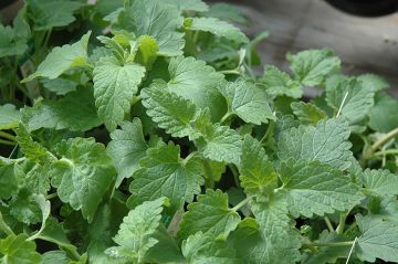 Catnip (Herb)