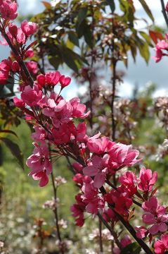 Malus, Flowering Crabapple 'Showtime™' (Large)